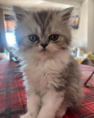 Gatti persiani