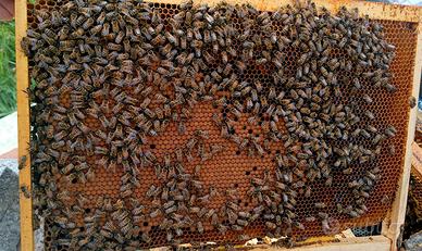 Nuclei di api 5 favi con regina 2025 - Gorizia