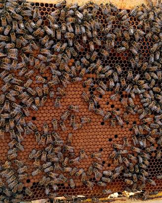 Nuclei di api 5 favi con regina 2025 - Gorizia