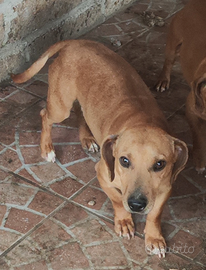 Simil bassotto p. di trasporto in tutta Italia