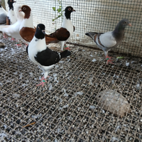 Triganini gazzi e schietti