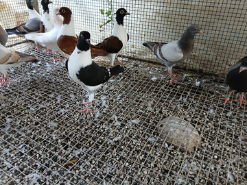 Triganini gazzi e schietti