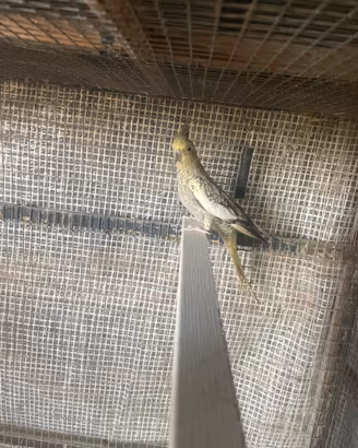 Calospite pappagallo
