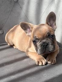 Bulldog francese