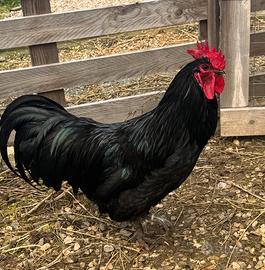 Gallo australorp