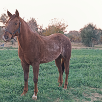 Cavallo quarter