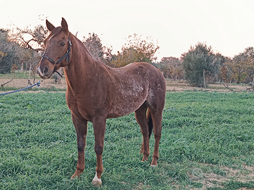 Cavallo quarter