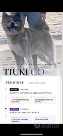 Akita inu