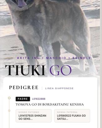 Akita inu