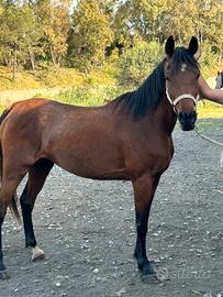 Cavallo