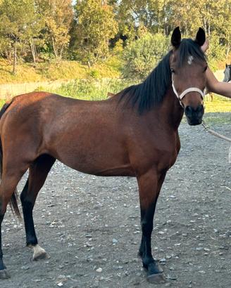 Cavallo