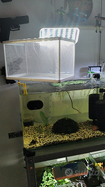 Nursery per avanotti