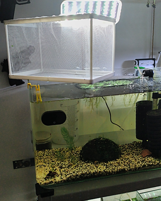 Nursery per avanotti