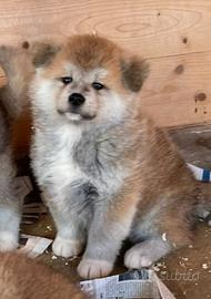 Akita inu