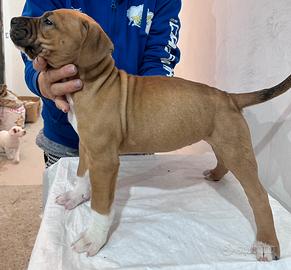 Cuccioli di Amstaff