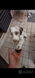 Cane da tartufo