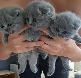 Gattine Scottish fold