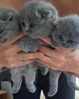 Gattine Scottish fold