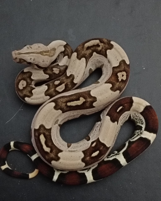 Boa Surinami