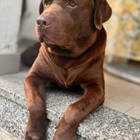 Labrador chocolate pronto per diventare papà