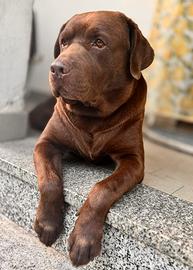 Labrador chocolate pronto per diventare papà