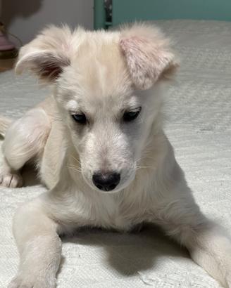 Cucciolo di 4 mesi