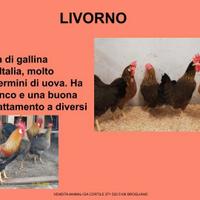 Galline ornamentali livorno
