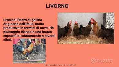 Galline ornamentali livorno