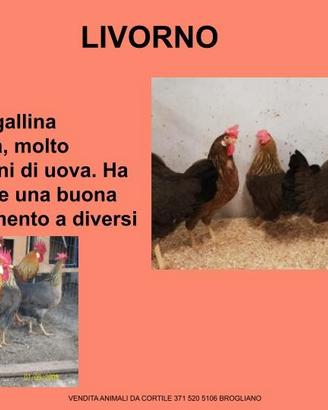 Galline ornamentali livorno