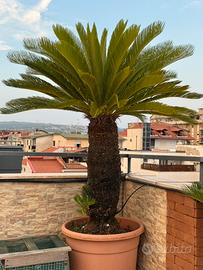 Piante Cycas