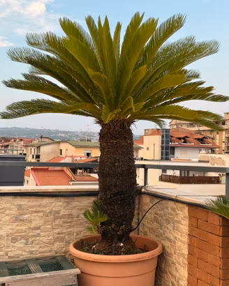Piante Cycas