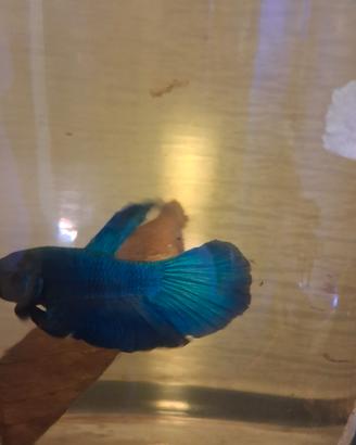 Betta splendent di vari colori