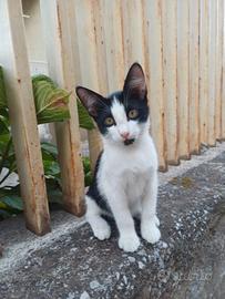 Gattino bianco e nero da adottare
