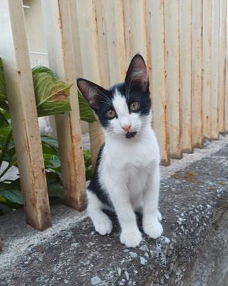 Gattino bianco e nero da adottare