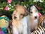 Immagine 4