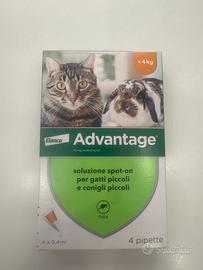 Advantage gatto