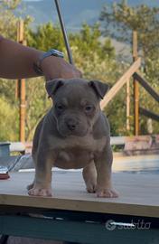 American Bully XL /XXL