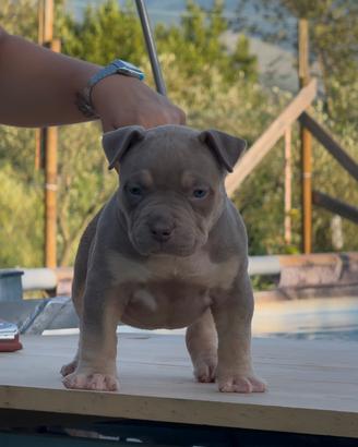 American Bully XL /XXL