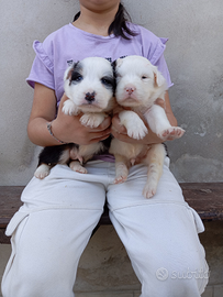 Pastore Australiano pedigree enci