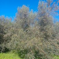 Piante di Ulivo