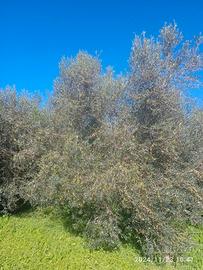 Piante di Ulivo