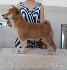 Shiba Inu cucciolo