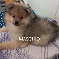 Fantastici cuccioli spizt tedeschi