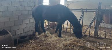 Puledro Paint murgese