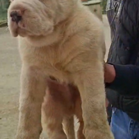 Cucciolo di alabai con pedigree