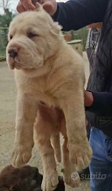 Cucciolo di alabai con pedigree