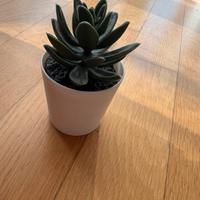 Piantina decorazione