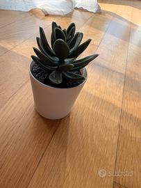 Piantina decorazione