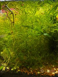 Piante per acquari/pond