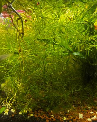 Piante per acquari/pond